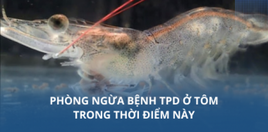 Phòng ngừa bệnh TPD ở tôm trong thời điểm này